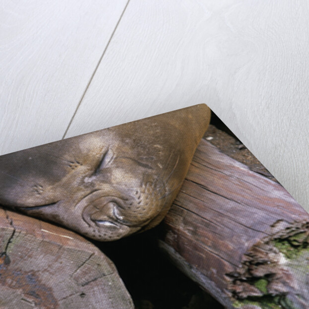 Elephant Seal Sleeping on Log Pile by Anonymous