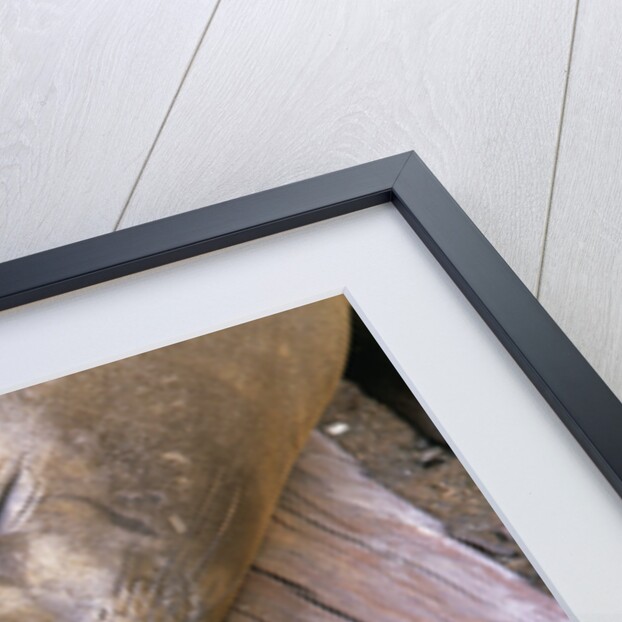 Elephant Seal Sleeping on Log Pile by Anonymous