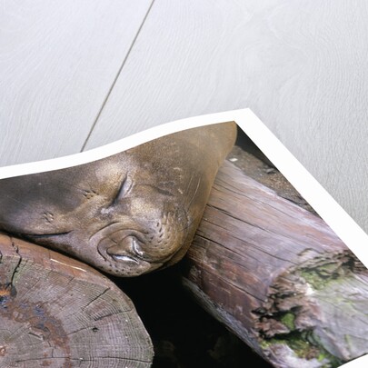 Elephant Seal Sleeping on Log Pile by Anonymous