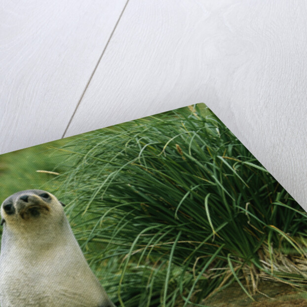 Antarctic Fur Seal Standing by Tussock Grass by Anonymous
