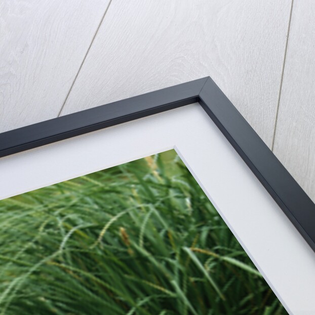 Antarctic Fur Seal Standing by Tussock Grass by Anonymous