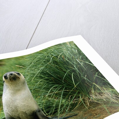 Antarctic Fur Seal Standing by Tussock Grass by Anonymous