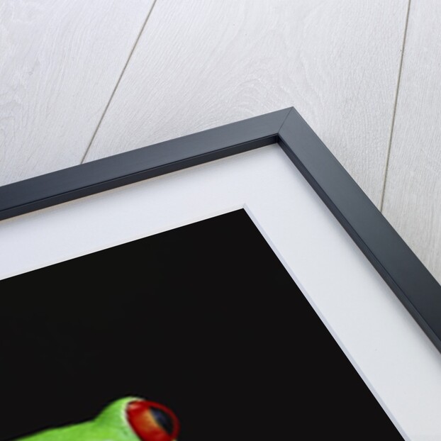 Red-Eyed Tree Frog Perched on Plant by Anonymous