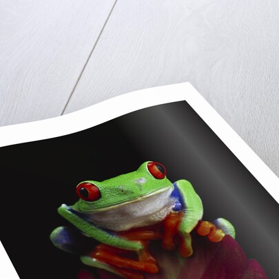 Red-Eyed Tree Frog Perched on Plant by Anonymous