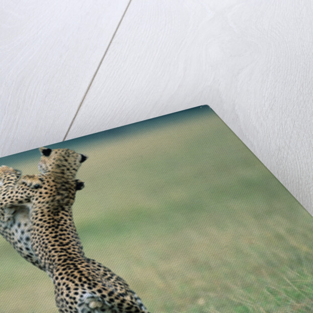 Cheetahs Playing on Savanna by Anonymous