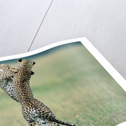 Cheetahs Playing on Savanna by Anonymous