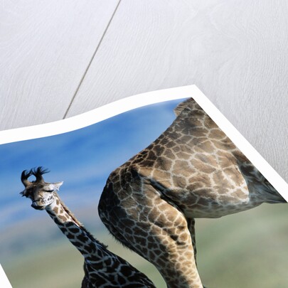 Giraffe and Calf by Anonymous