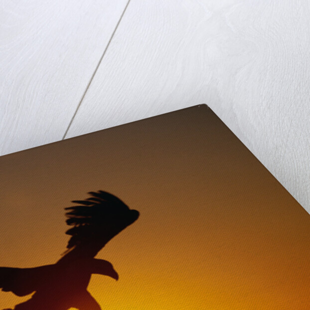 Bald Eagle Flying at Sunrise by Anonymous