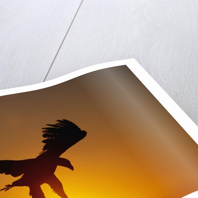 Bald Eagle Flying at Sunrise by Anonymous