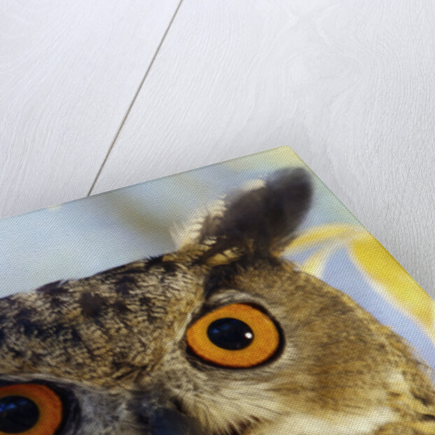 Eurasian Eagle Owl by Anonymous