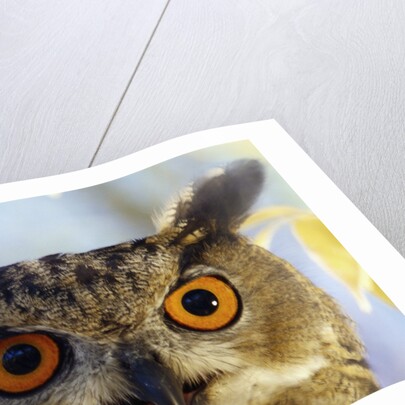 Eurasian Eagle Owl by Anonymous