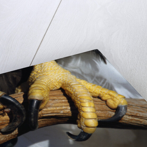 Talons of a Bald Eagle by Anonymous