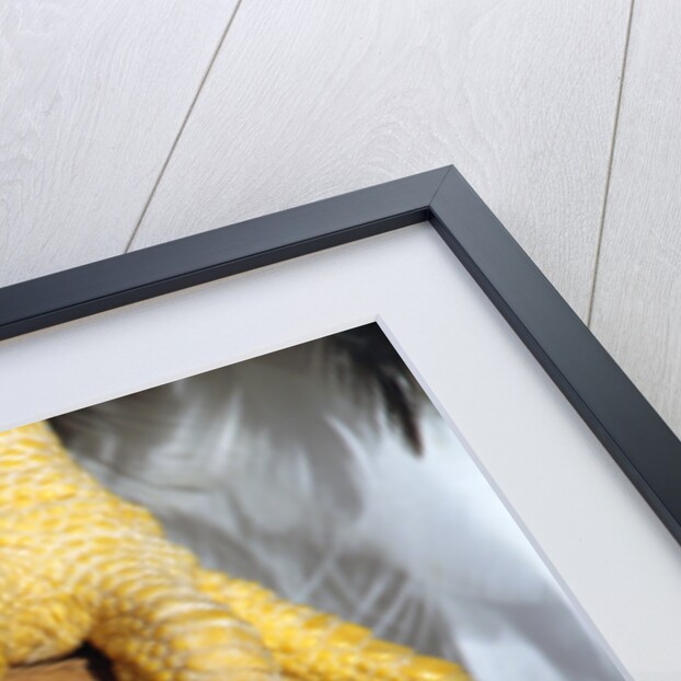 Talons of a Bald Eagle by Anonymous