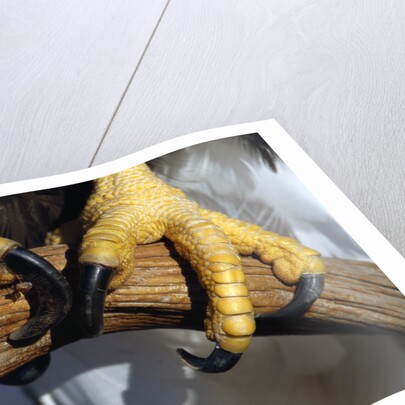 Talons of a Bald Eagle by Anonymous