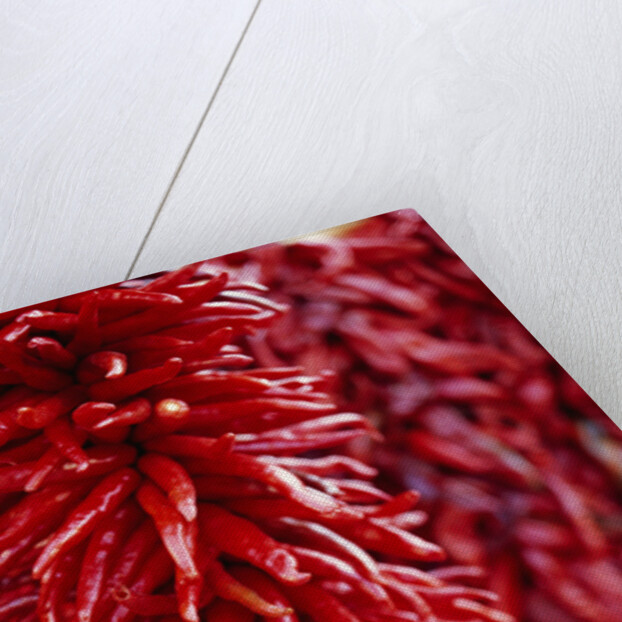 Chili Peppers by Anonymous
