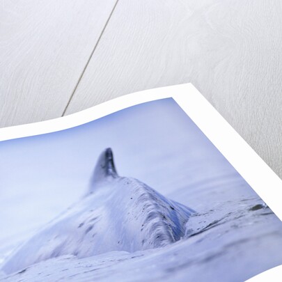 Dorsal Fin of Humpback Whale in Frederick Sound by Anonymous