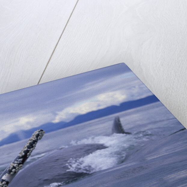 Humpback Whale Raising Pectoral Fin in Frederick Sound by Anonymous