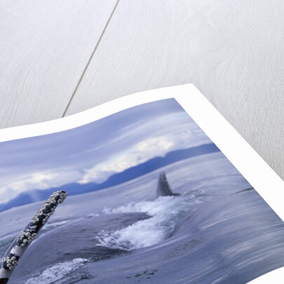 Humpback Whale Raising Pectoral Fin in Frederick Sound by Anonymous