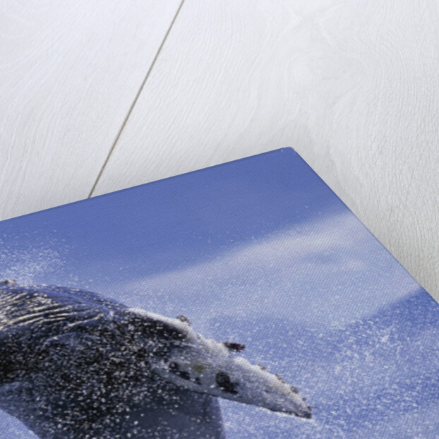 Young Humpback Whale Breaching in Frederick Sound by Anonymous