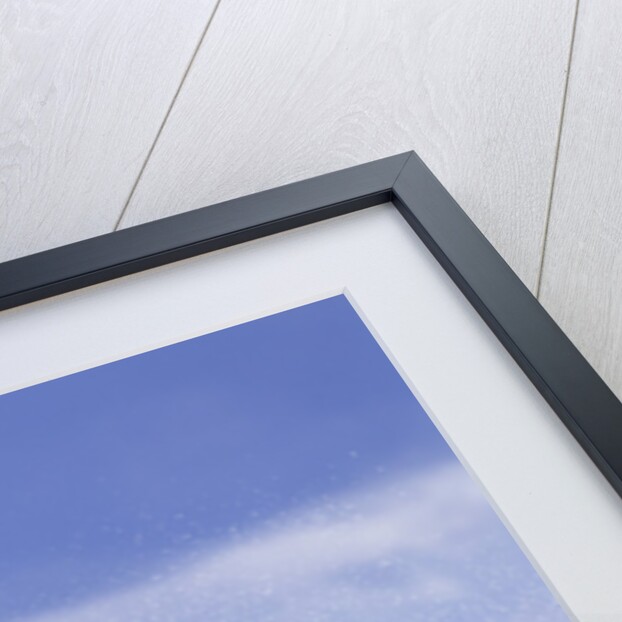 Young Humpback Whale Breaching in Frederick Sound by Anonymous
