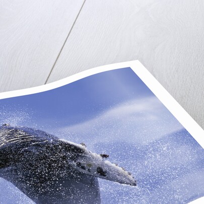 Young Humpback Whale Breaching in Frederick Sound by Anonymous