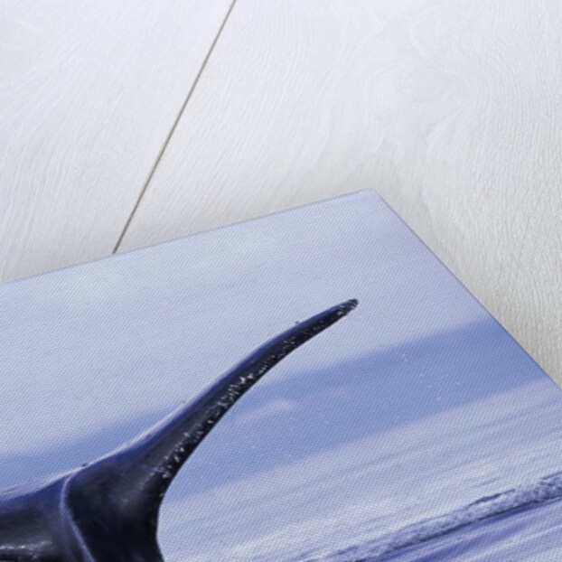 Tail Fin of Humpback Whale Sounding in Frederick Sound by Anonymous