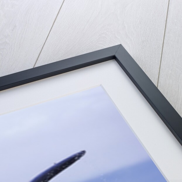 Tail Fin of Humpback Whale Sounding in Frederick Sound by Anonymous