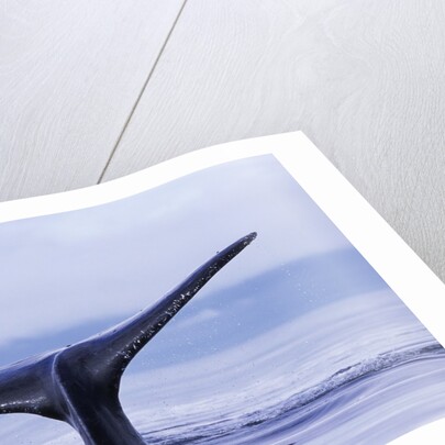 Tail Fin of Humpback Whale Sounding in Frederick Sound by Anonymous