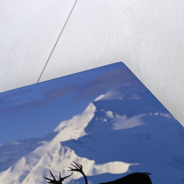 Caribou Grazing Near Wonder Lake Below Mt. McKinley by Anonymous