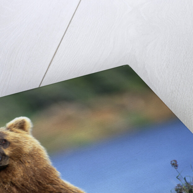 Brown Bear Standing Erect in Katmai National Park by Anonymous