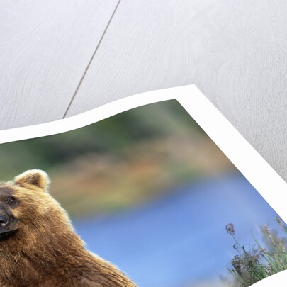 Brown Bear Standing Erect in Katmai National Park by Anonymous