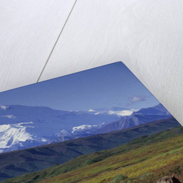 Grizzly Bear Feeding on Tundra Below Mt. McKinley by Anonymous