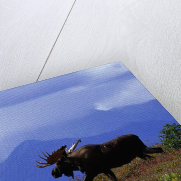 Moose on Tundra Near McKinley River in Alaska by Anonymous