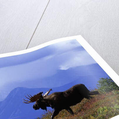 Moose on Tundra Near McKinley River in Alaska by Anonymous