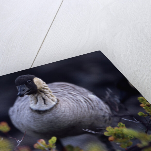 Nene on Hawaii Island Coast by Anonymous