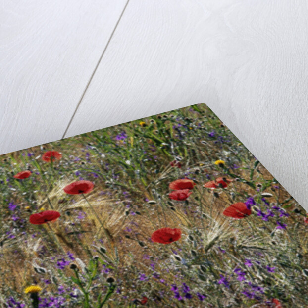 Red Poppies and Wildflowers by Anonymous