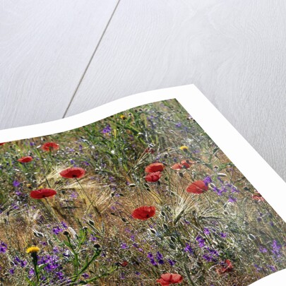 Red Poppies and Wildflowers by Anonymous