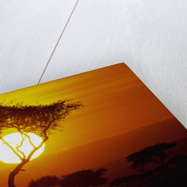 Sunrise on Masai Mara National Reserve by Anonymous