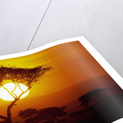 Sunrise on Masai Mara National Reserve by Anonymous