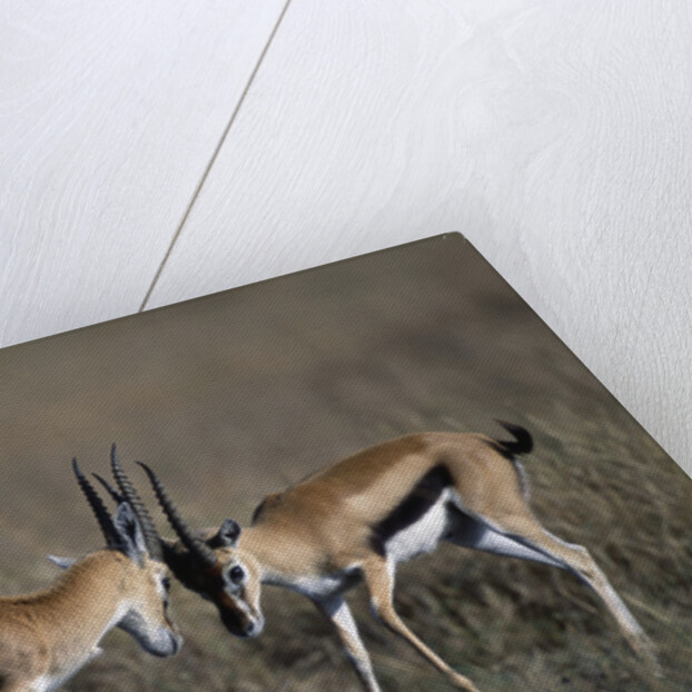 Thomson's Gazelles Sparring by Anonymous