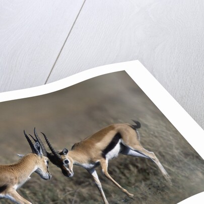 Thomson's Gazelles Sparring by Anonymous