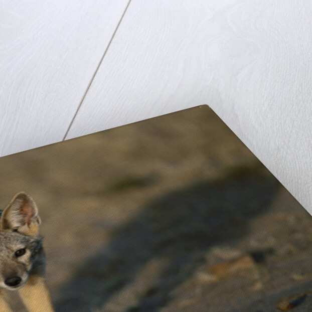 Jackal Pup by Anonymous