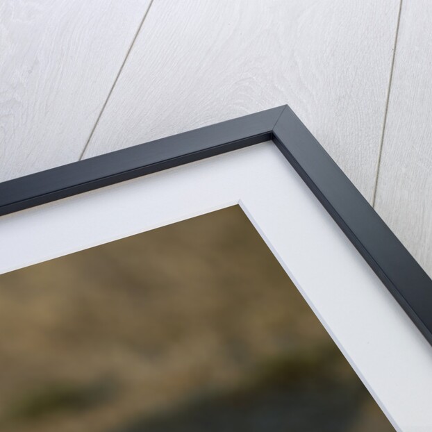 Jackal Pup by Anonymous