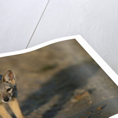 Jackal Pup by Anonymous