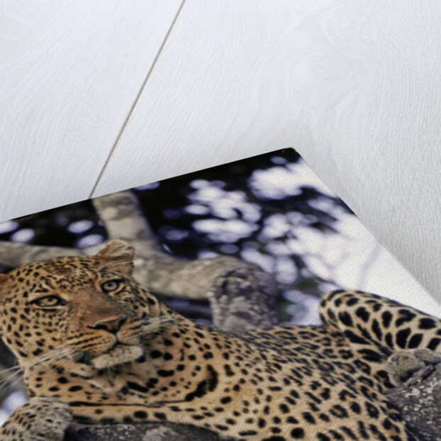 Leopard Lying in Tree by Anonymous