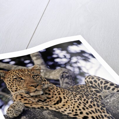 Leopard Lying in Tree by Anonymous