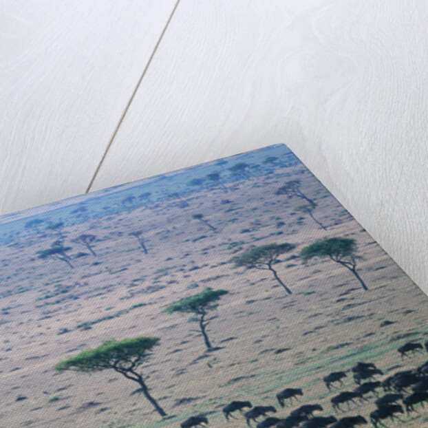 Wildebeest in Masai Mara National Reserve by Anonymous