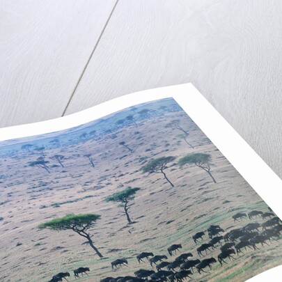 Wildebeest in Masai Mara National Reserve by Anonymous