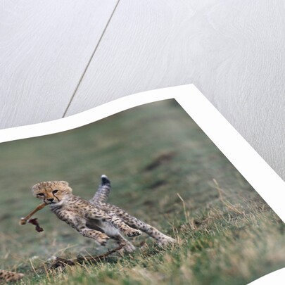 Cheetah Cubs Playing with Carcass by Anonymous