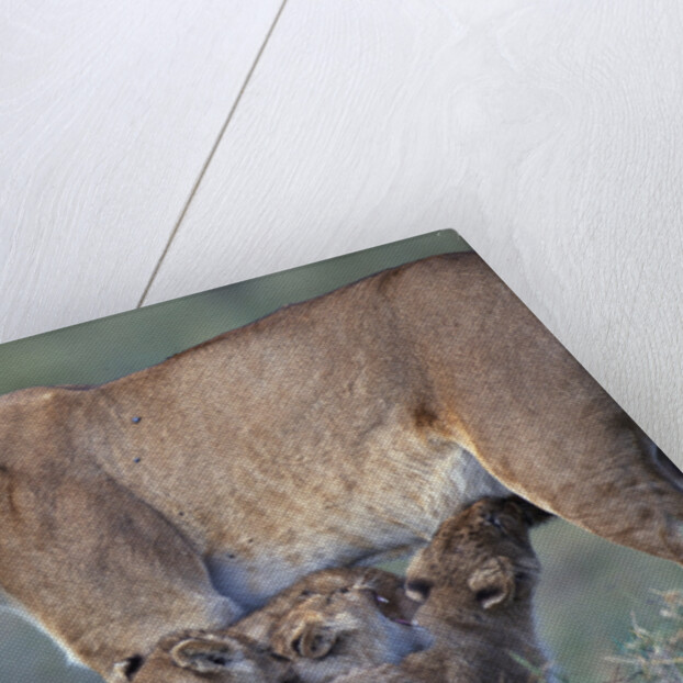 Lioness Nursing Cubs by Anonymous